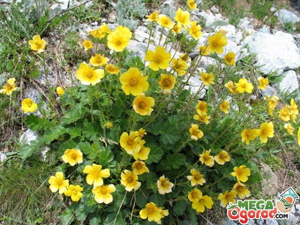 Гравилат многолетний - неприхотливое растение для альпийских горок или бордюров
